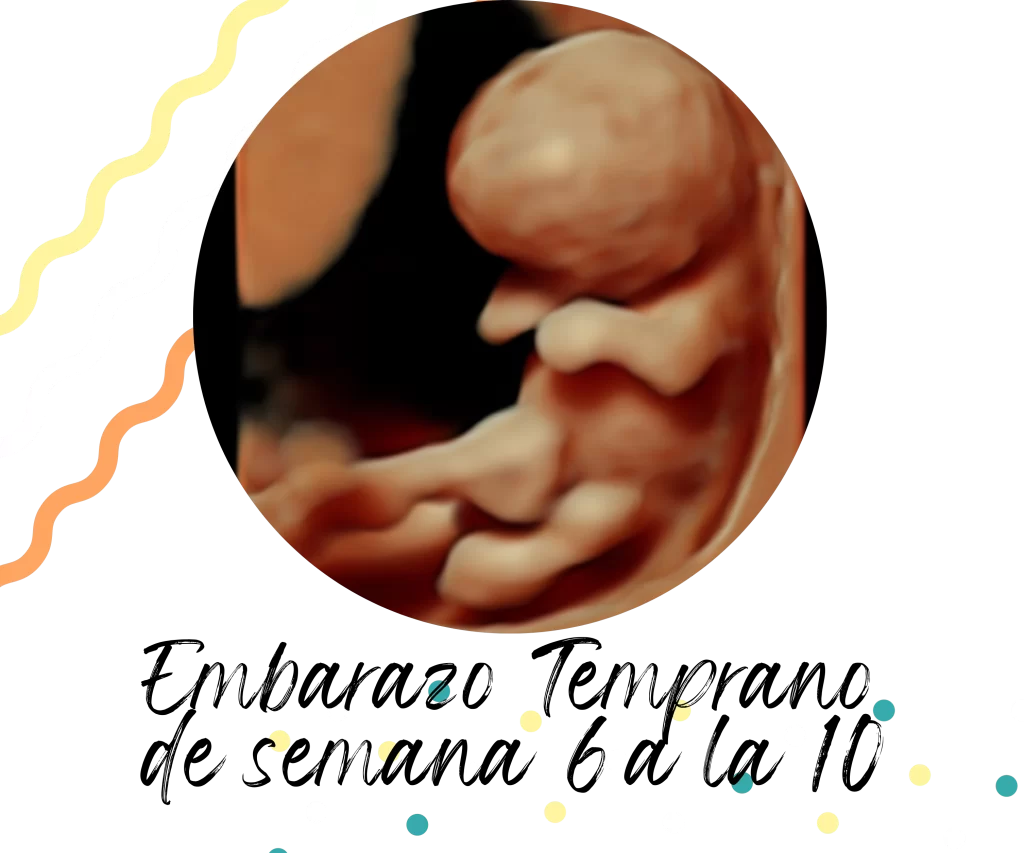 ultrasonido de Embarazo temprano